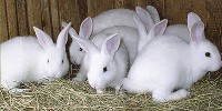 Białe króliki hodowlane