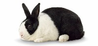 Biało-czarny królik
