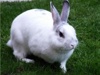 Biały królik na trawie