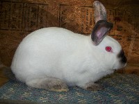 Biały królik z czerwonymi oczami w klatce