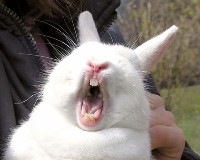 Biały królik z otwartym pyskiem