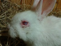 Choroba oczów królików