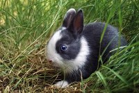 Czarno biały królik w klatce