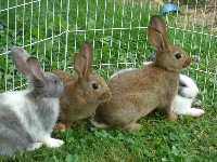 Cztery króliki na trawie