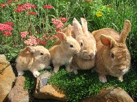Cztery króliki w ogrodzie
