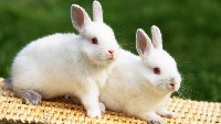 Dwa białe króliki na koszu wiklinowym