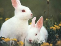 Dwa białe króliki