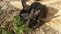 Dwa czarne króliki w ogrodzie