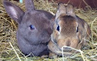Dwa króliki na sianie