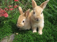 Dwa króliki w ogrodzie