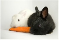 Dwa króliki z marchewką biały i czarny