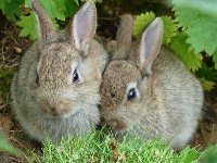 Dwa króliki