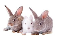 Dwa szare króliki i jeden biały