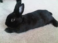 Leżacy mały czarny królik na dywanie