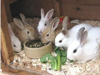 Małe króliki