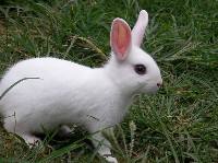Mały biały królik na trawie