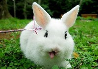 Mały biały królik pokazujący język