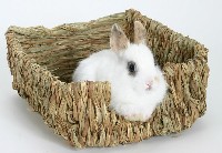 Mały biały królik w koszu wiklinowym