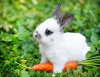 Mały królik z duża marchewką na trawie