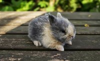 Mały królik