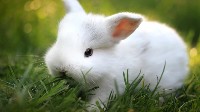 Młody biały królik
