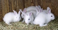 Pięć bialych królików w klatce