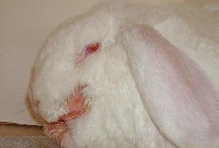 Pysk chorego królika na ślinotok