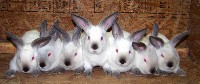 Siedem królików w klatce