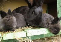 Trzy króliki rasy - Kuna wielka