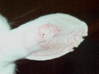 Zmiany chorobowe uszów królika